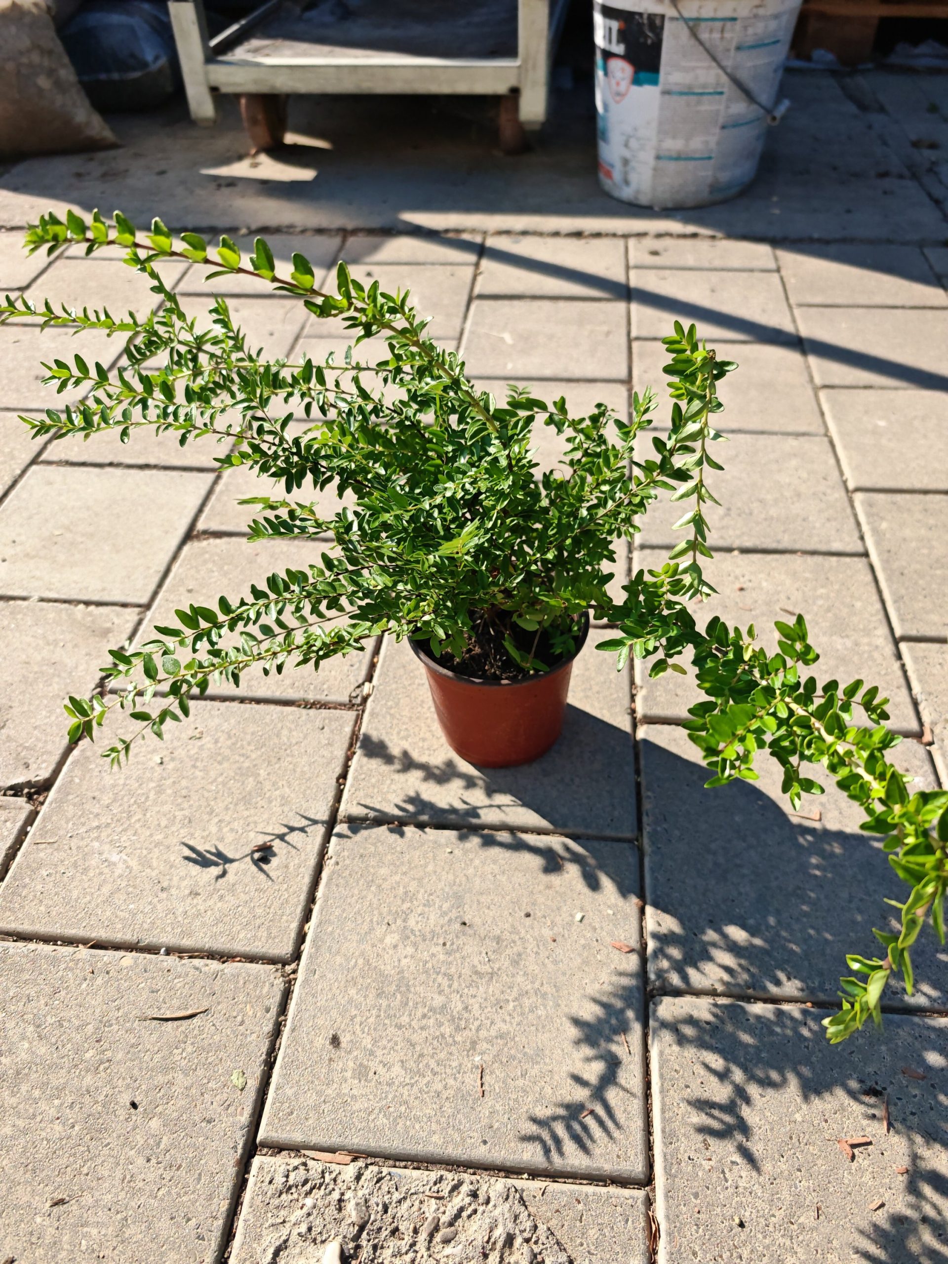 LONICERA NITIDA MAIGRUEN - Sitnolisni orlovi nokti