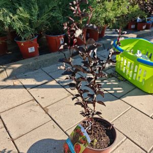 LAGERSTROEMIA INDICA BLACK DIAMOND CLT. 3 - Lagerstremija