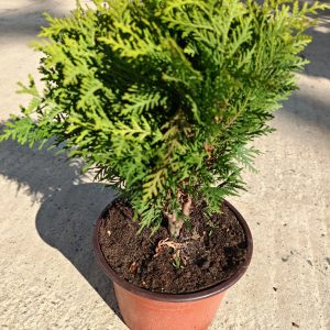 THUJA OCCIDENTALIS DANICA Ø22 - Tuja