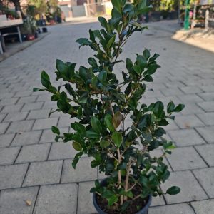 CAMELLIA SASANGUA CLT. 5 - Kamelija