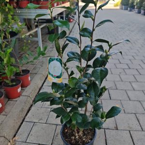 CAMELLIA JAPONICA CLT. 7 - Kamelija