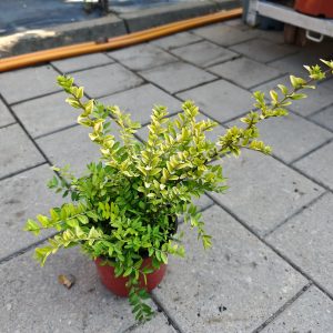 LONICERA NITIDA GOLDEN GLOW Ø13 - Sitnolisni orlovi nokti