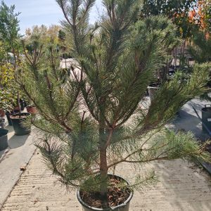 PINUS SYLVESTRIS - Beli bor