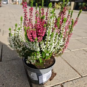 VRES CALLUNA 12 (CALLUNA VULGARIS)