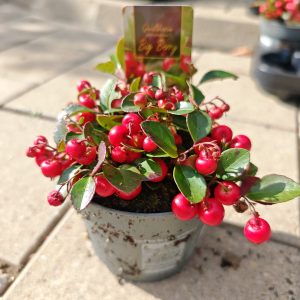 GAULTHERIA PROCUMBENS 12 - Golterija