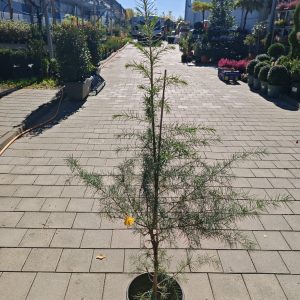 CEDRUS DEODARA - Himalajski kedar