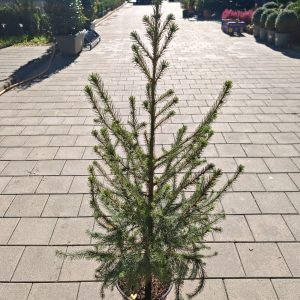 PICEA OMORIKA - Pančićeva omorika