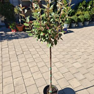 ELAEAGNUS EBBINGEI VIVELEG - Zlolesina