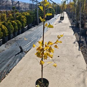 GINKGO BILOBA - Ginko