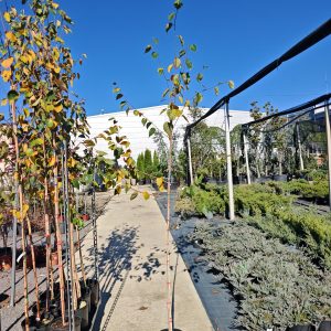 BETULA DOORENBOS - Breza bele kore