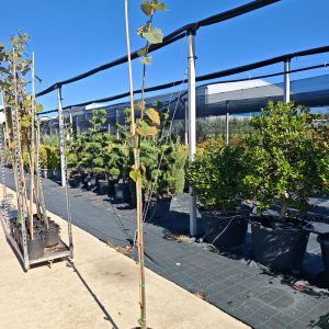 TILIA - Lipa