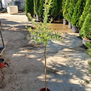 SALIX INTEGRA HAKURO-NISHIKI - Japanska vrba