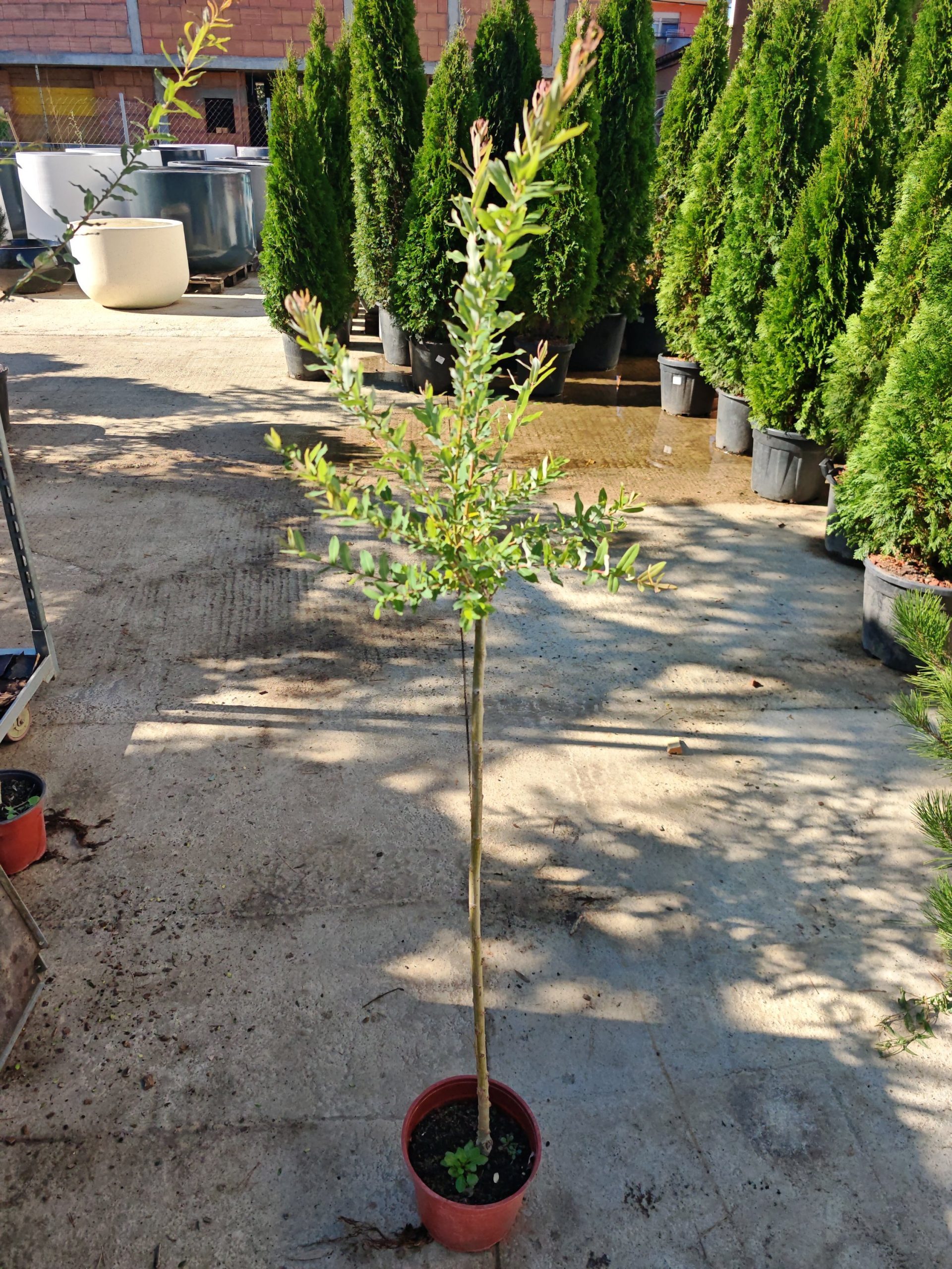 SALIX INTEGRA HAKURO-NISHIKI - Japanska vrba
