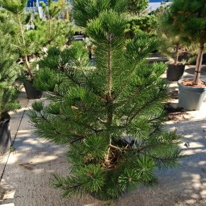 PINUS NIGRA - Crni bor, veći primerak