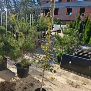 CRATAEGUS LAEVIGATA CRIMSON CLOUD - Glog