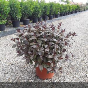 WEIGELA FLORIDA MINOR BLACK [R] CLT. 10 - Vajgela