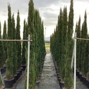 CUPRESSUS SEMPERVIRENS TOTEM CLT. 35 250/300 - Čempres