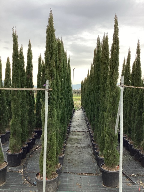 CUPRESSUS SEMPERVIRENS TOTEM CLT. 35 250/300 - Čempres