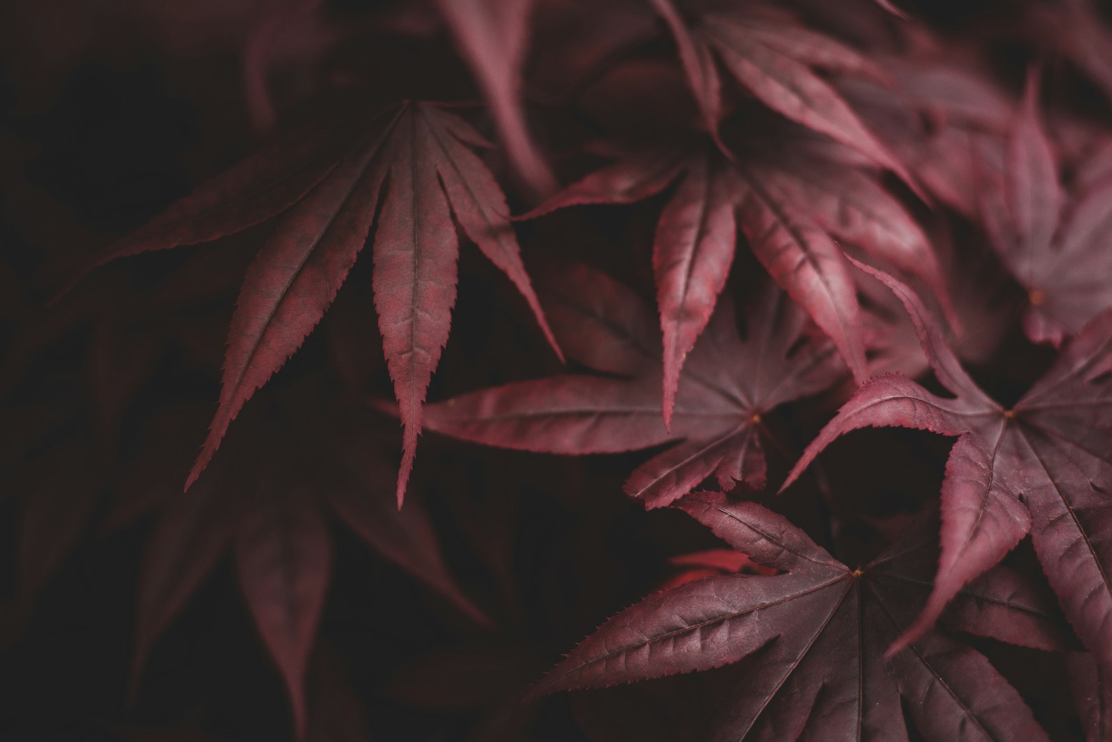 ACER PALMATUM ATROPURPUREUM CLT. 35 125/150 – Japanski javor — izgled biljke (ilustracija)