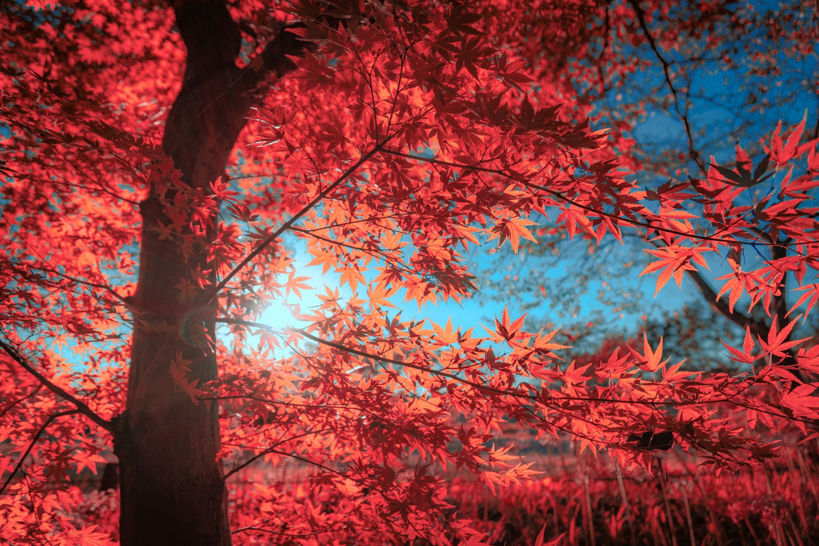 ACER PALMATUM ATROPURPUREUM CLT. 35 125/150 – Japanski javor — izgled biljke (ilustracija)