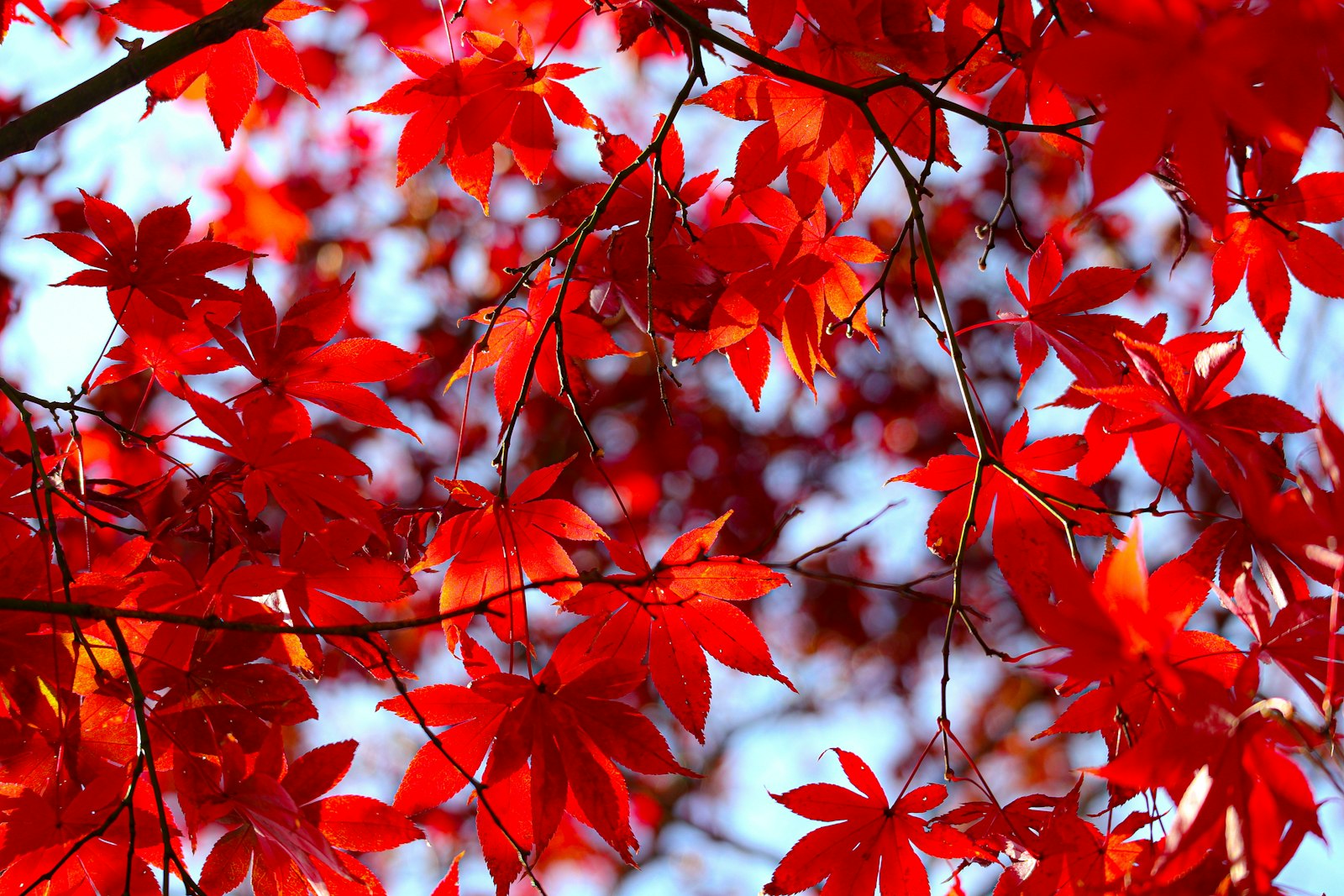 ACER PALMATUM BLOODGOOD CLT. 10 – Japanski javor — izgled biljke (ilustracija)