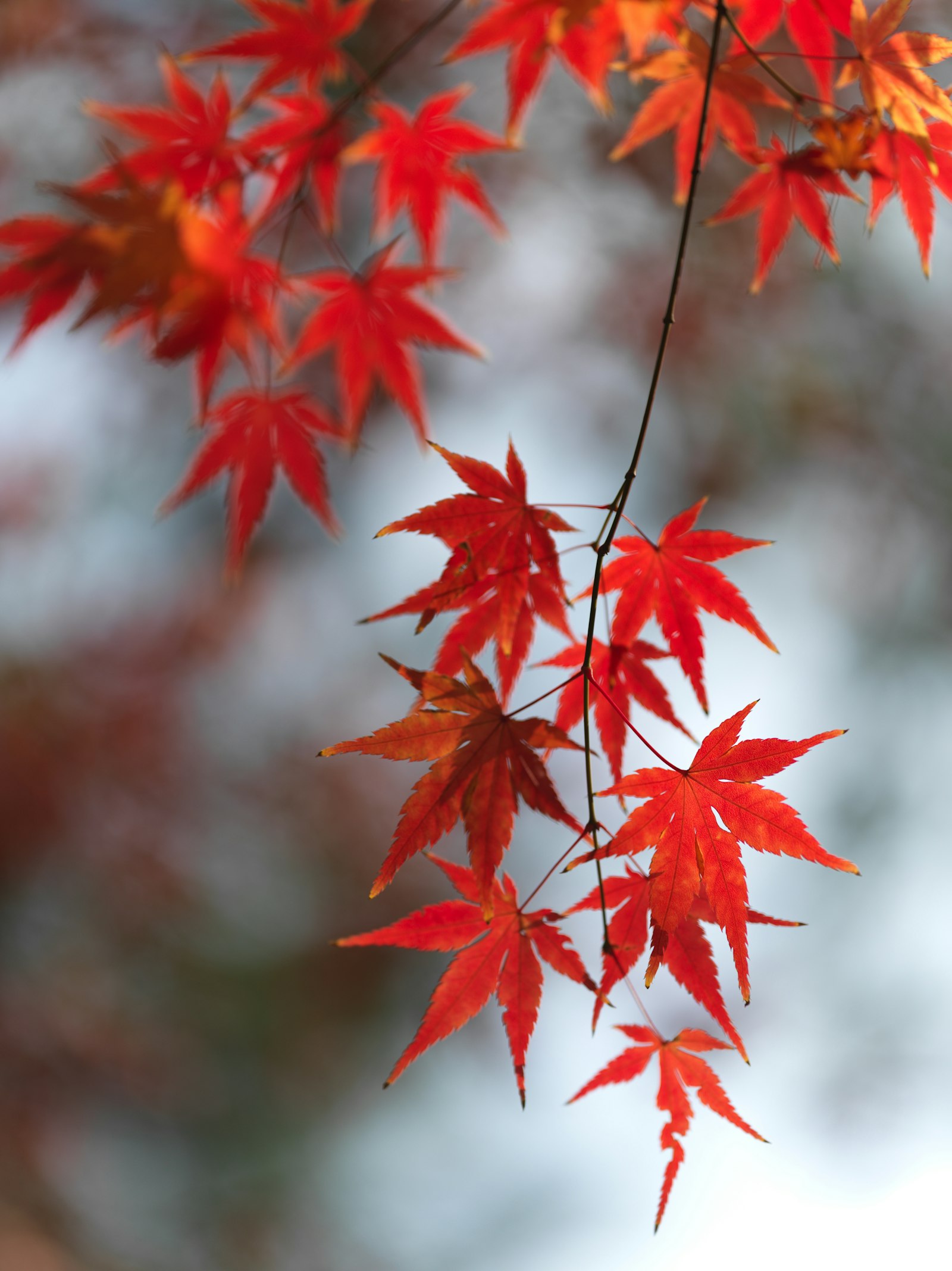 ACER PALMATUM BLOODGOOD CLT. 10 – Japanski javor — izgled biljke (ilustracija)