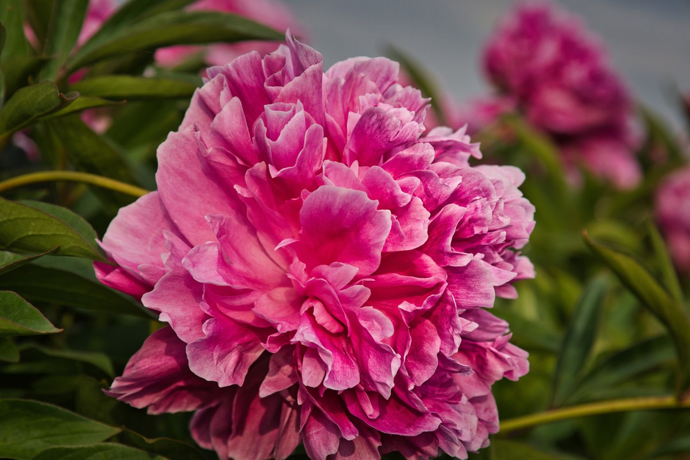 BOŽUR PAEONIA MIX 19/35 — izgled biljke (ilustracija)
