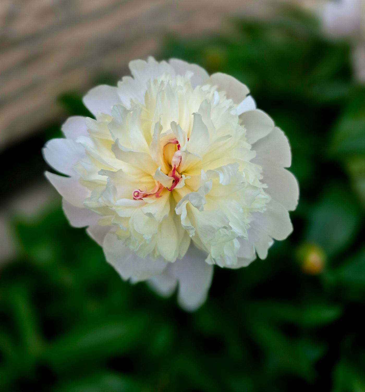 BOŽUR PAEONIA MIX 19/35 — izgled biljke (ilustracija)