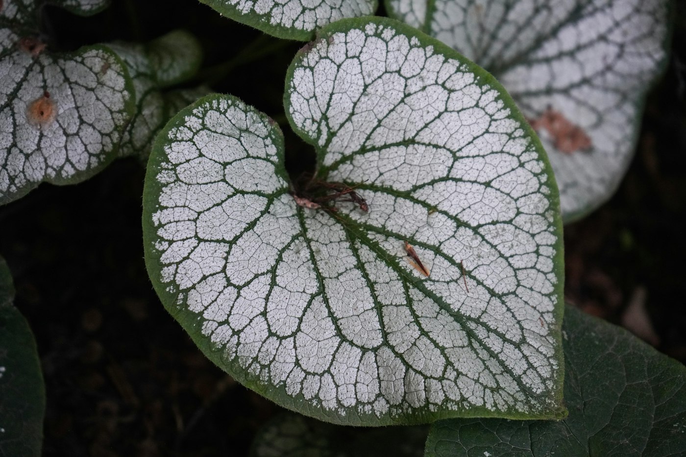 BRUNNERA MACROPHYLLA JACK FROST – Brunera — izgled biljke (ilustracija)