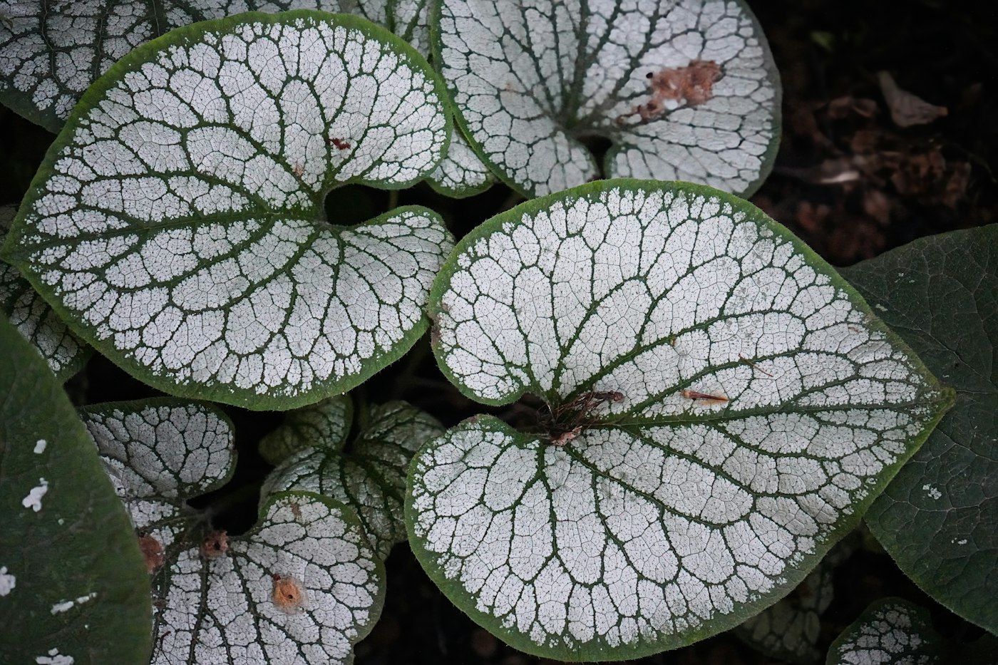 BRUNNERA MACROPHYLLA JACK FROST – Brunera — izgled biljke (ilustracija)