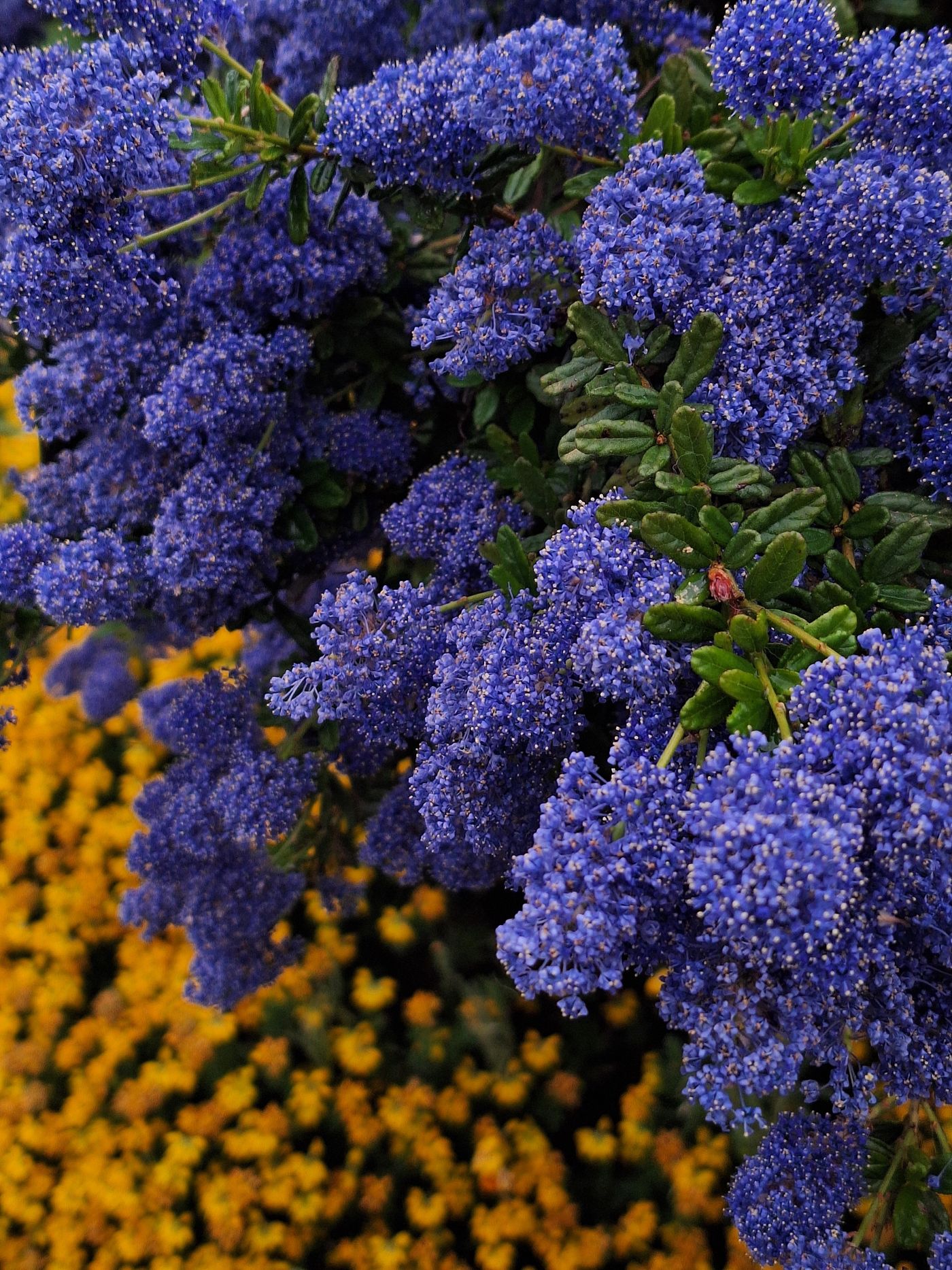 CEANOTHUS THYRSIFLORUS — izgled biljke (ilustracija)