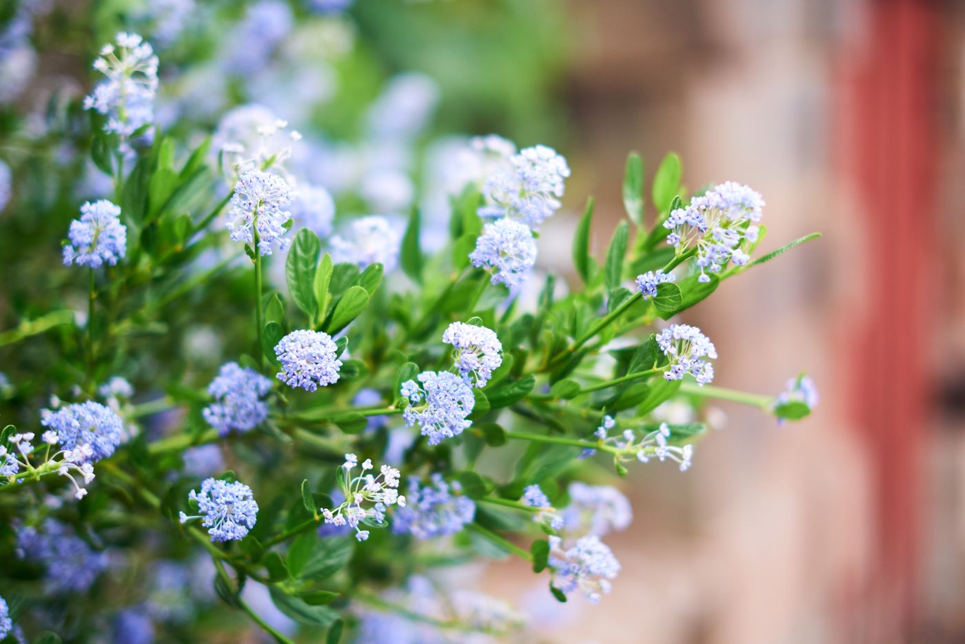 CEANOTHUS THYRSIFLORUS — izgled biljke (ilustracija)