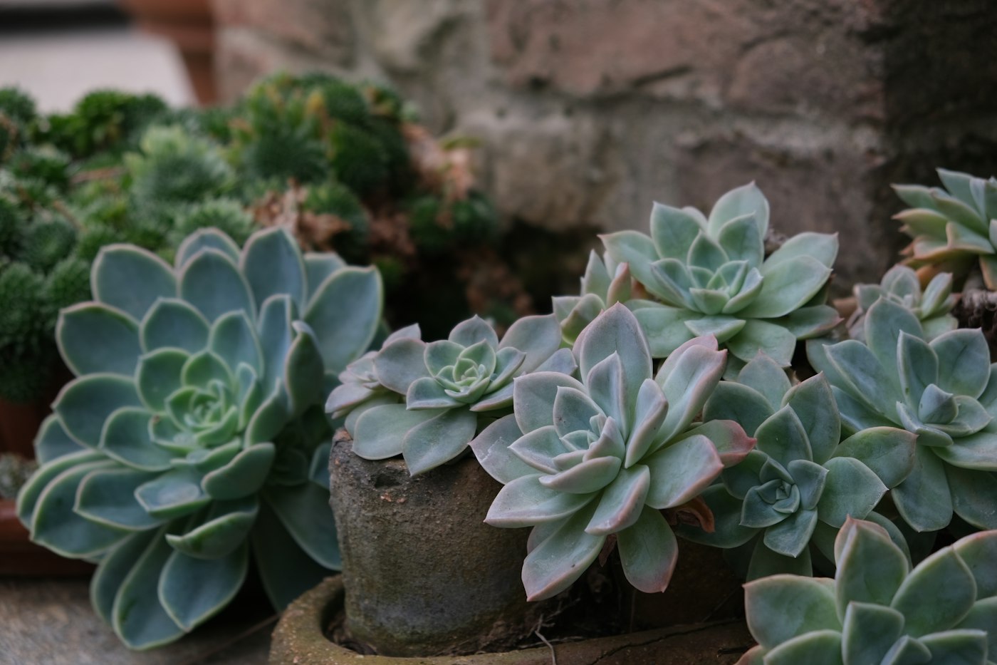 EHEVERIJA MIRANDA (ECHEVERIA MIRANDA) — izgled biljke (ilustracija)