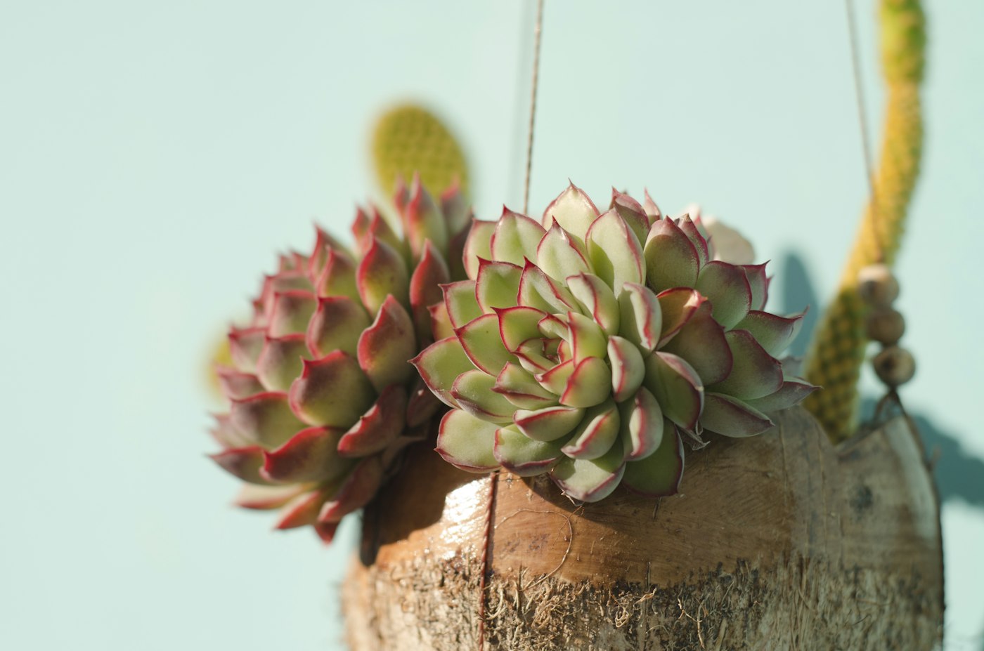 EHEVERIJA MIRANDA (ECHEVERIA MIRANDA) — izgled biljke (ilustracija)