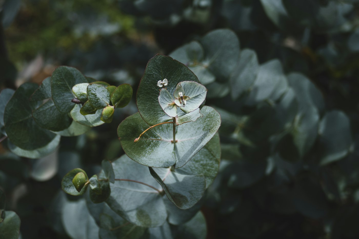 EUCALYPTUS GUNNII LV 9 MINI ALBERETTO – Eukaliptus — izgled biljke (ilustracija)