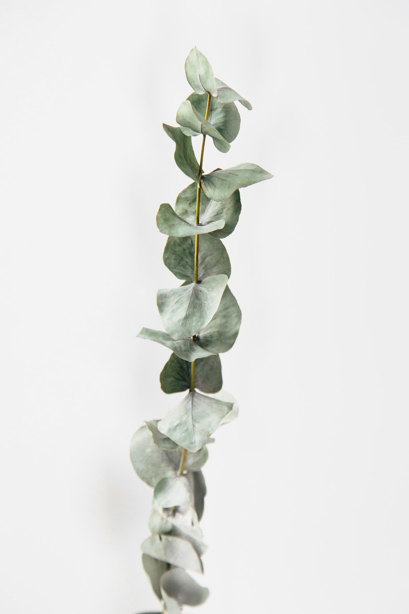 EUCALYPTUS GUNNII LV 9 MINI ALBERETTO – Eukaliptus — izgled biljke (ilustracija)
