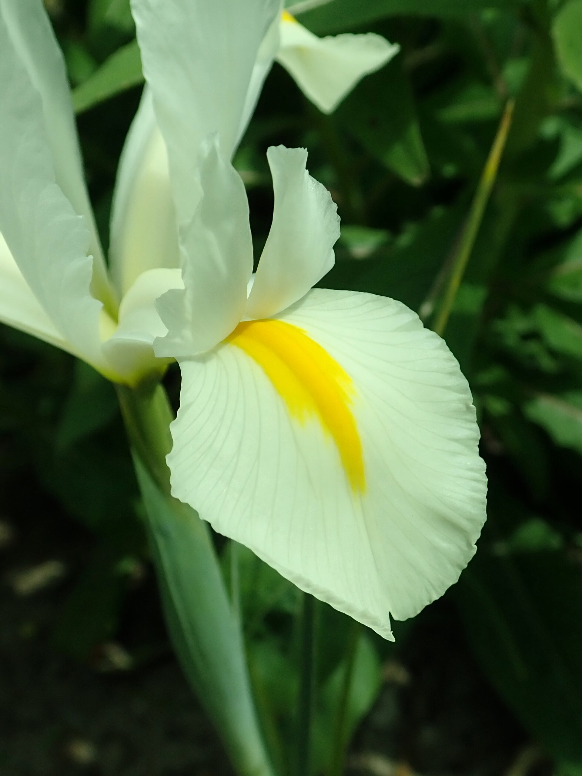 HOLANDSKA PERUNIKA WHITE — izgled biljke