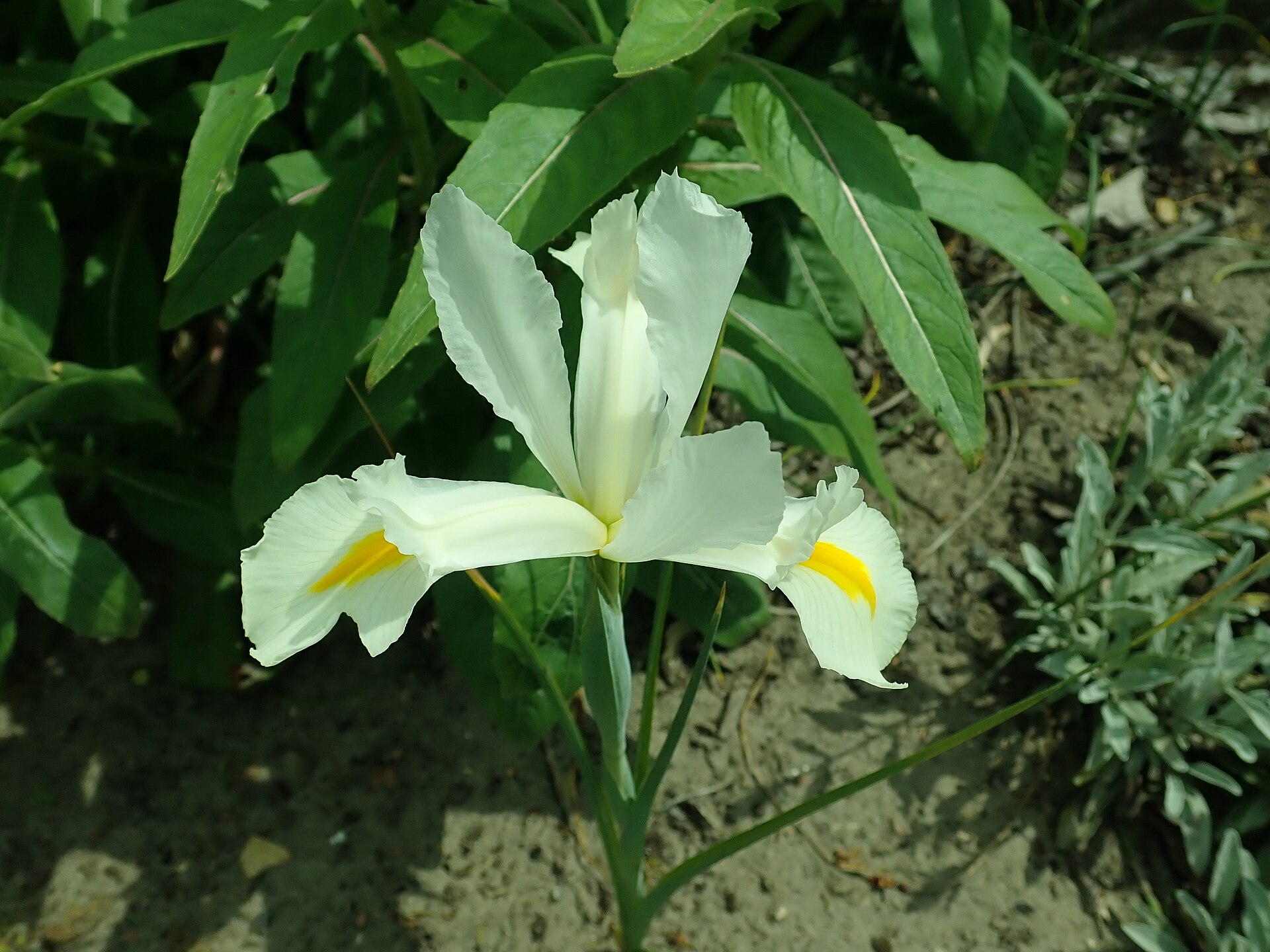 HOLANDSKA PERUNIKA WHITE — izgled biljke