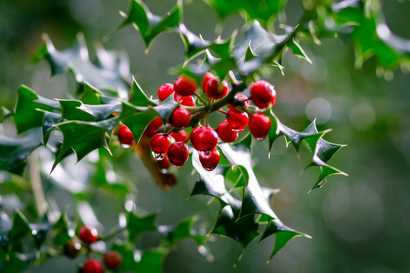 ILEX MUTCHAGARA NELLIE R. STEVENS CLT. 55 M/FUSTO TR.120/140 – Božikovina — izgled biljke (ilustracija)