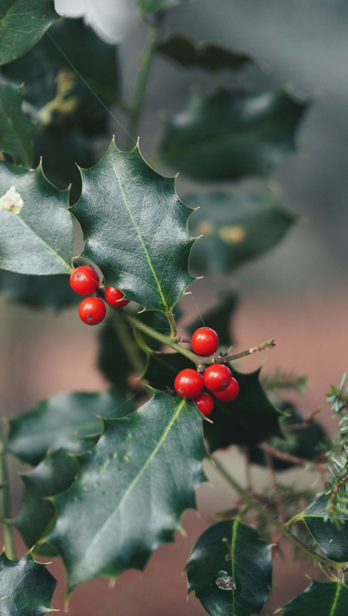 ILEX MUTCHAGARA NELLIE R. STEVENS CLT. 55 M/FUSTO TR.120/140 – Božikovina — izgled biljke (ilustracija)