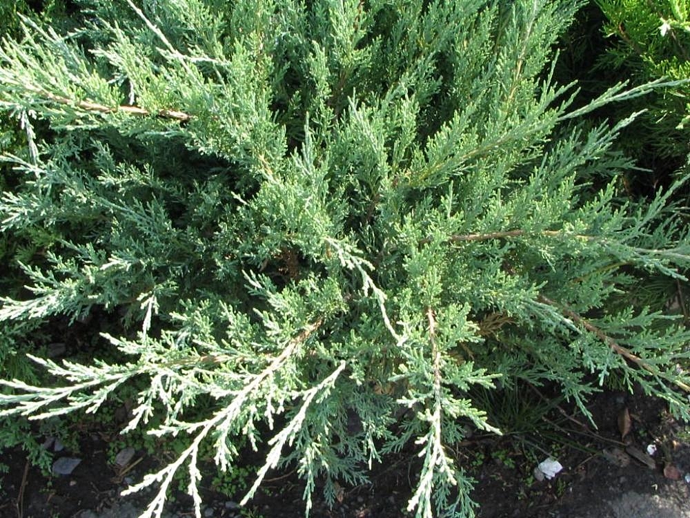 Kleka Hetzii (Glauca Hetzii) — izgled biljke