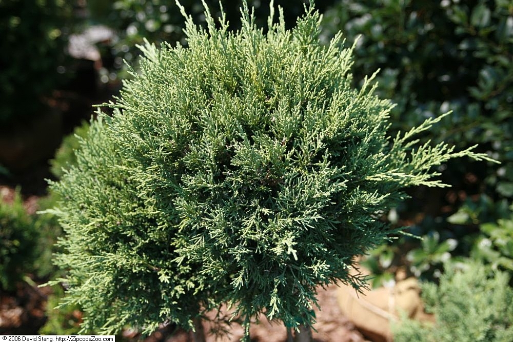 Kleka Hetzii (Glauca Hetzii) — izgled biljke