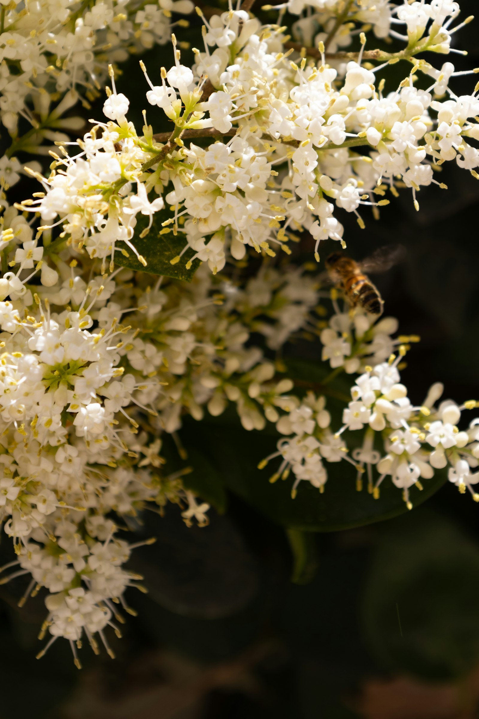 LIGUSTRUM IONANDRUM CLT. 18 MEZZO FUSTO – Kalina (veći primerak) — izgled biljke (ilustracija)