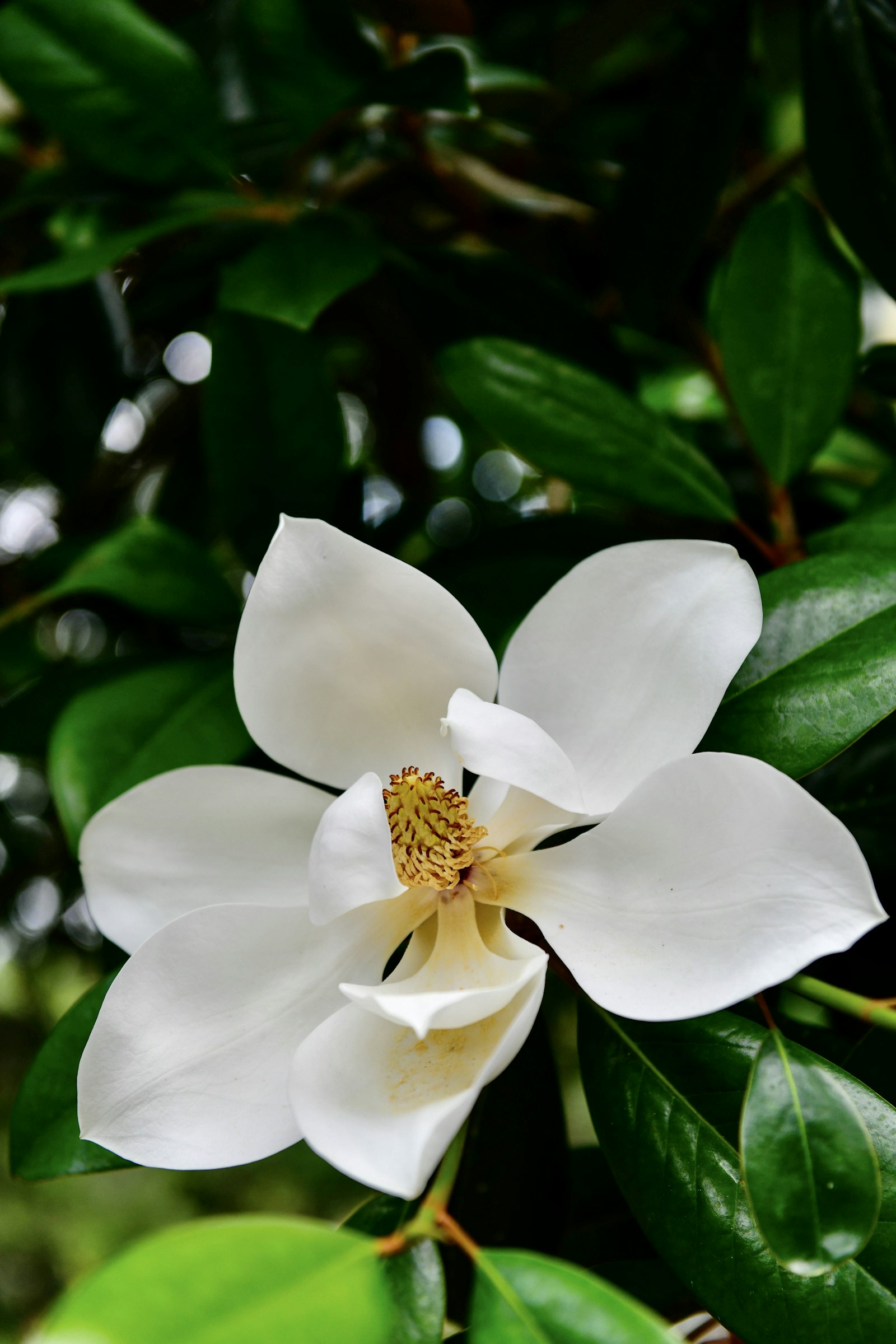 MAGNOLIA GRANDIFLORA GALLISONIENSIS CLT. 70 200/250 – Magnolija — izgled biljke (ilustracija)