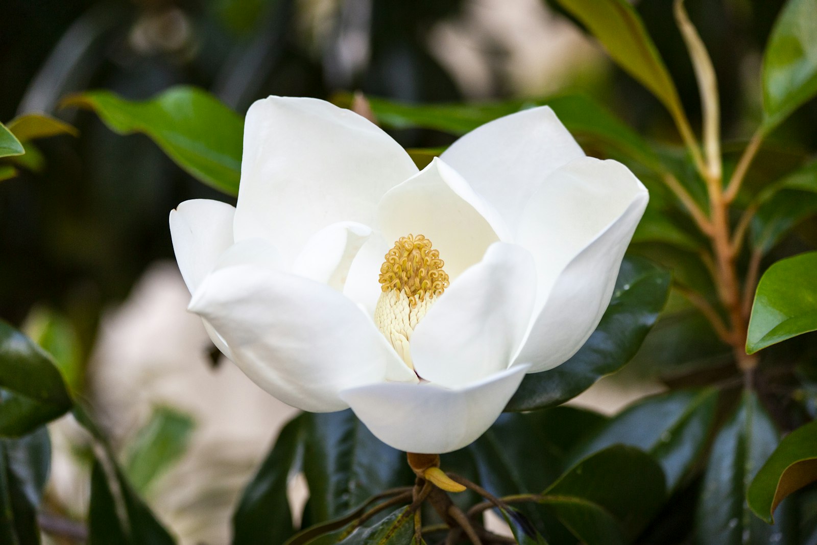 MAGNOLIA GRANDIFLORA GALLISONIENSIS CLT. 70 200/250 – Magnolija — izgled biljke (ilustracija)
