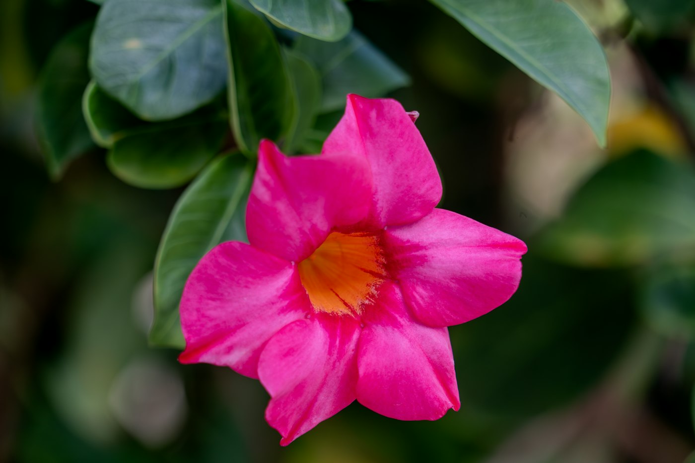 Mandevilla mix 12 — izgled biljke (ilustracija)