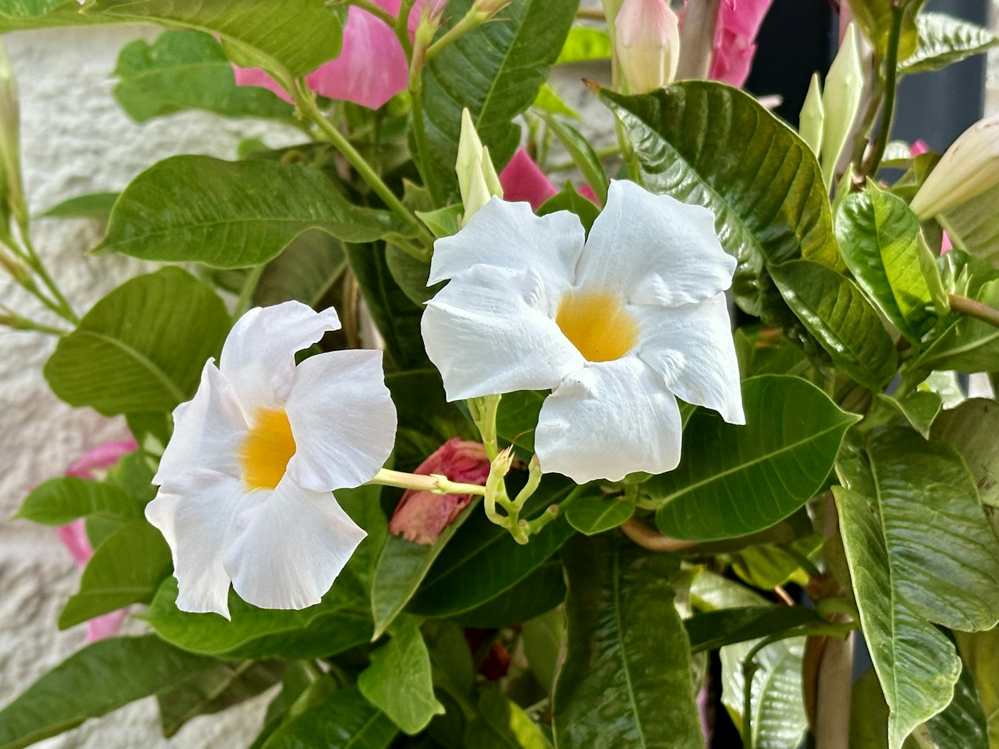 Mandevilla mix 12 — izgled biljke (ilustracija)