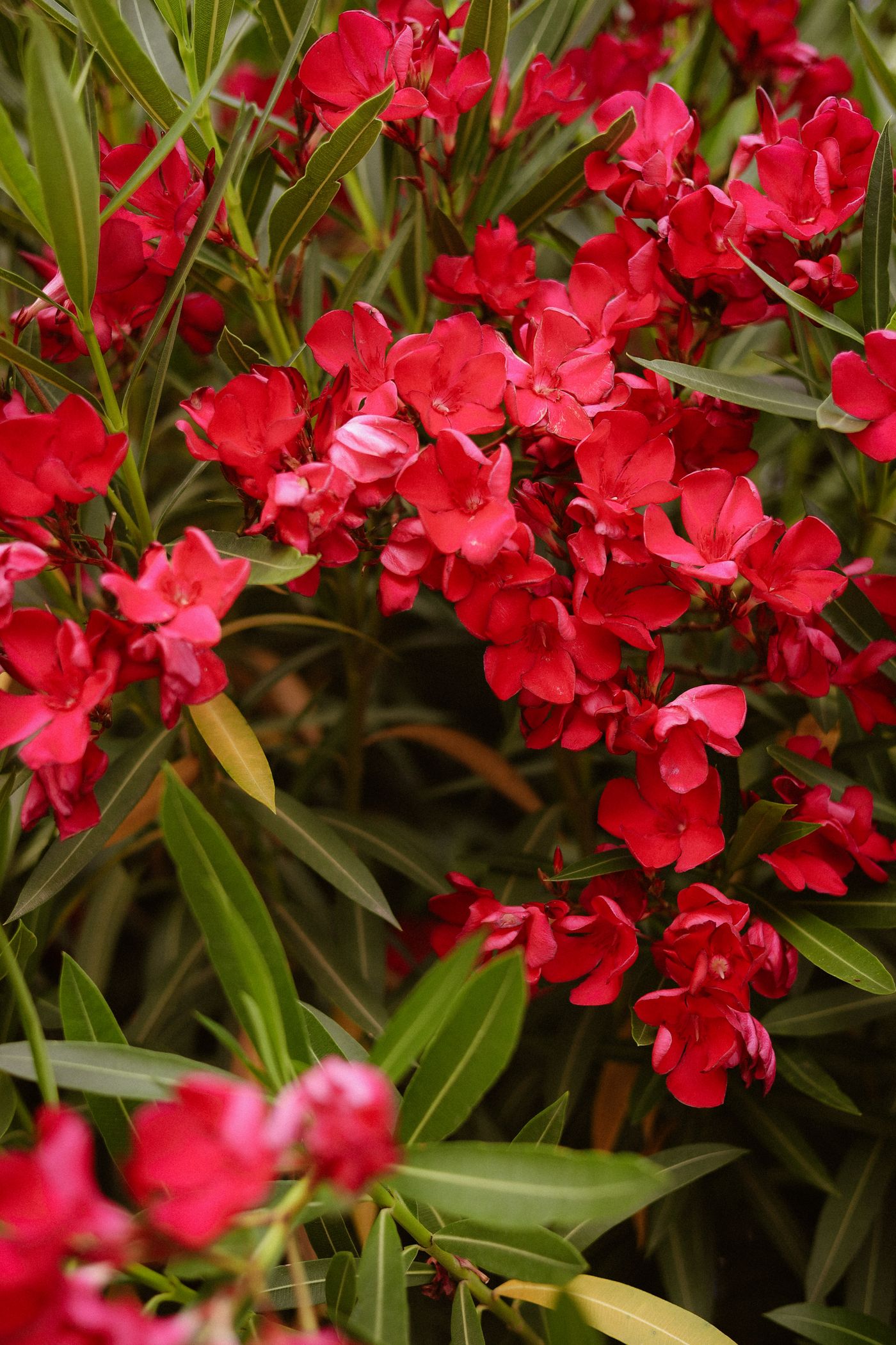 Oleander — izgled biljke (ilustracija)