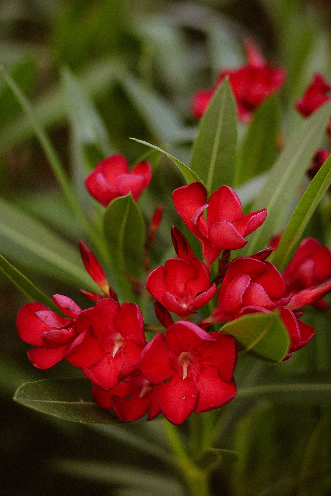 Oleander — izgled biljke (ilustracija)