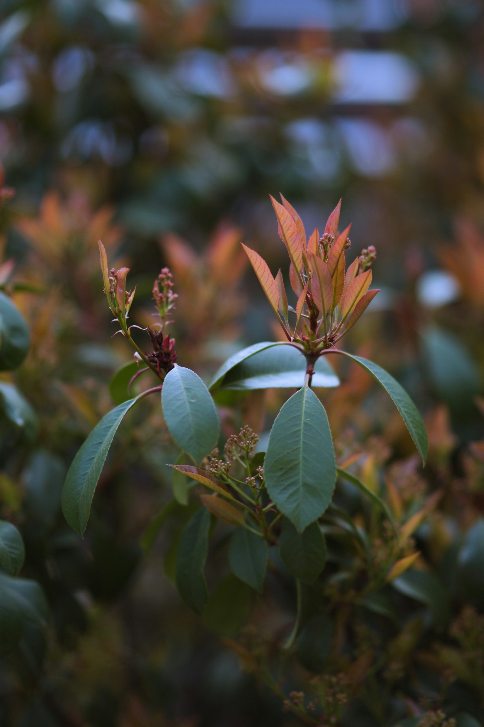 PHOTINIA X FRASERI CARRE' ROUGE CASSETTA LVC 50 – Fotinija — izgled biljke (ilustracija)